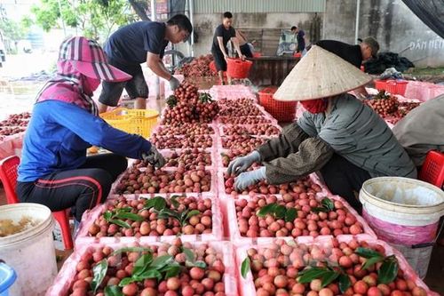 Triển khai hiệu quả Chiến lược xuất nhập khẩu hàng hóa