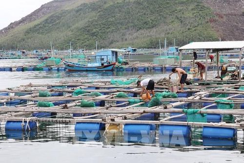 Đề xuất giải pháp ổn định nuôi trồng thủy sản giá trị cao