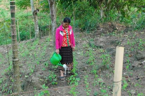Nghệ An: 3 nhóm mô hình sinh kế nổi bật cho phụ nữ dân tộc thiểu số