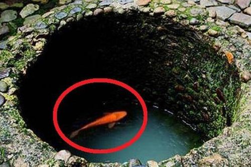Vì sao người xưa cứ đào giếng xong liền thả cá, rùa xuống?
