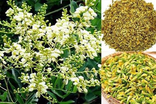 Công dụng tuyệt vời của hoa hòe đối với sức khỏe con người