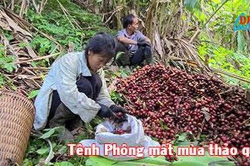 Tênh Phông mất mùa thảo quả