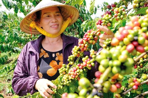 Cơ hội cho người trồng cà phê Robusta ở Lâm Đồng