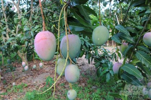 Cam Lâm: Hội thảo về trồng thử nghiệm giống xoài Keitt