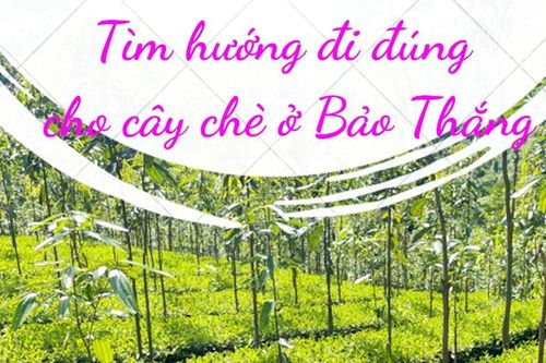 Bài cuối: Cần giải pháp xóa bỏ nghịch lý