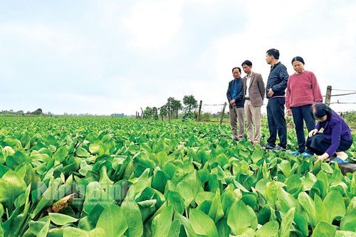 Vụ Đông năm 2023: Gắn sản xuất với tiêu thụ sản phẩm