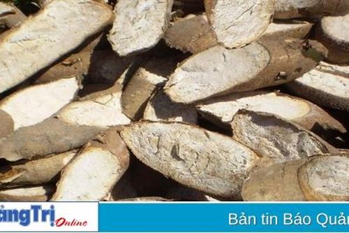 20 tỉ đồng thực hiện dự án nhà máy thu mua và chế biến nông sản ở Cam Lộ