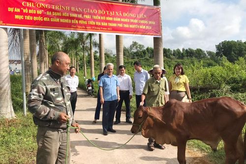 TP. Thái Nguyên: Hỗ trợ bò giống cho 36 hộ nghèo, cận nghèo
