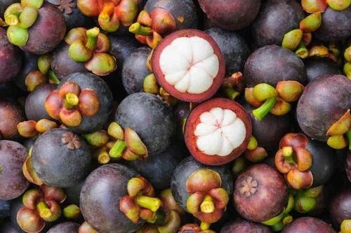 Măng cụt Bảo Lộc được cấp nhãn hiệu độc quyền nâng cao giá trị sản phẩm