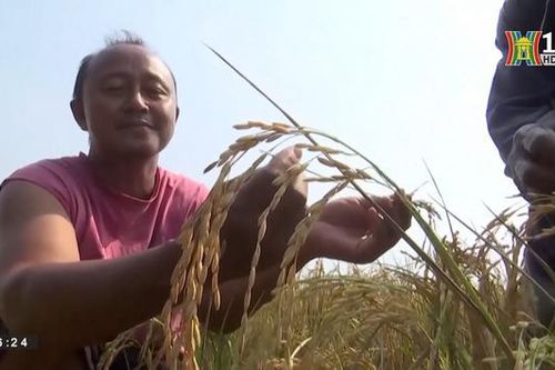 Nguy cơ El Nino tiếp diễn trong 3 tháng đầu năm 2024