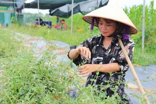 Hà Nội 'xóa đất hoang' bằng cây dược liệu