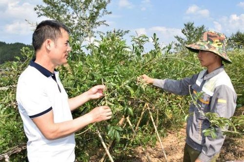 Trồng dược liệu bảo tồn cây thuốc quý, phát triển kinh tế và bảo vệ rừng