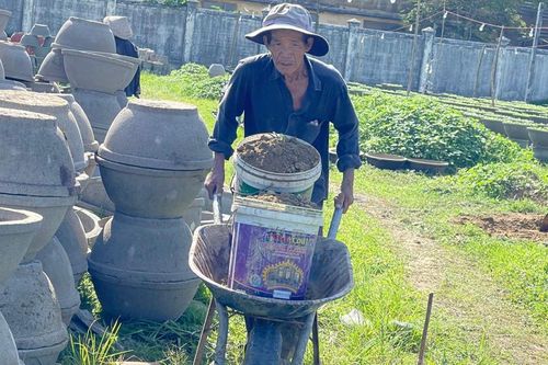 Quảng Ngãi: Người dân hối hả xuống giống vụ cúc Tết