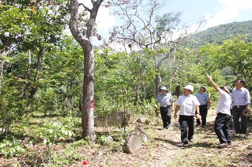 Khẩn trương điều tra vụ đầu độc 200 cây rừng tự nhiên ở Ninh Thuận