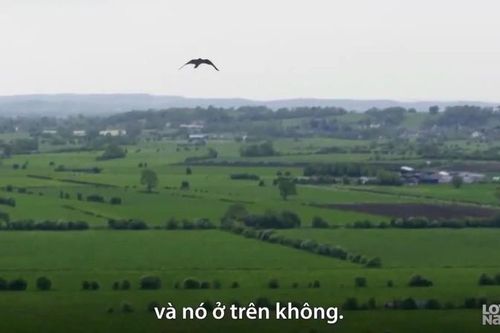 Khám phá 'siêu năng lực' của loài động vật có tốc độ nhanh nhất TG