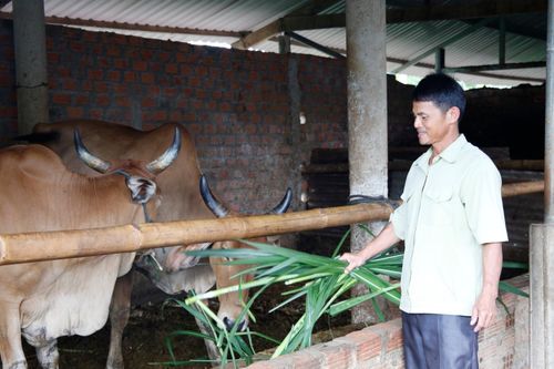 Nhiều mô hình giảm nghèo thiết thực cho cựu chiến binh
