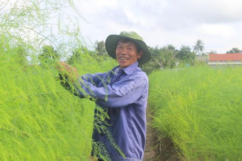 'Đánh liều' trồng măng tây xanh, nông dân Thanh Hóa lãi trăm triệu/năm