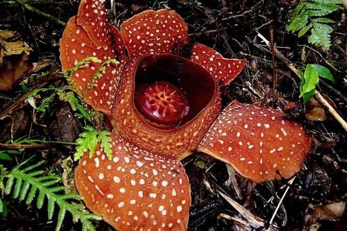 Môi trường sống trong rừng dần biến mất, loài hoa to nhất thế giới trước nguy cơ tuyệt chủng