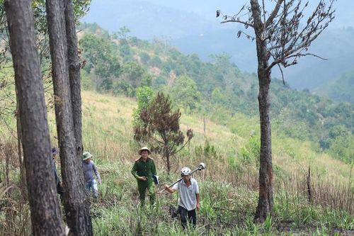 Lâm Đồng: Mỗi kiểm lâm viên phải quản tới… 20 ngàn ha rừng