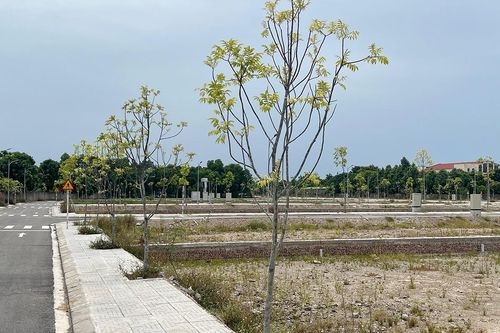 55 lô đất đấu giá ở TP Vinh 'ế toàn tập' do khởi điểm giá cao