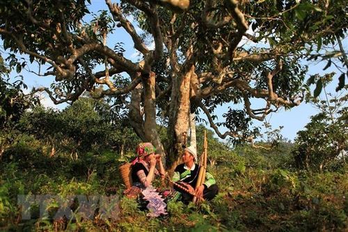 Yên Bái: Nhiều hoạt động đặc sắc diễn ra tại Lễ hội Trà Shan tuyết