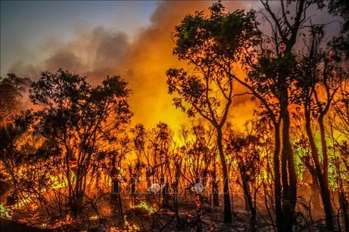 Nắng nóng kết hợp với gió mạnh 'thổi bùng' cháy rừng tại Australia