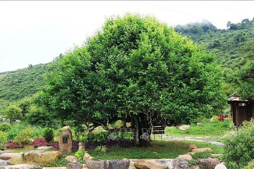 Huyền tích những cây chè cổ thụ trên đỉnh Suối Giàng