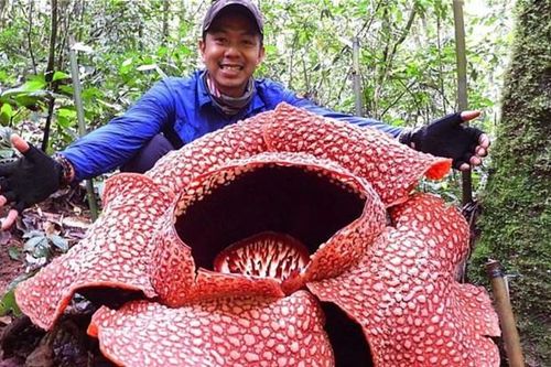 Loài hoa lớn nhất thế giới đứng trước nguy cơ tuyệt chủng