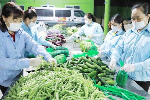 Xuất khẩu nông sản, gỗ sang EU: Ngày càng khó, doanh nghiệp đừng để 'nước đến chân mới nhảy'