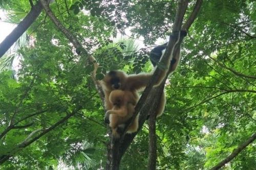 'Du lịch có trách nhiệm gắn với bảo tồn động vật hoang dã'