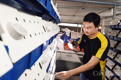 'Chở' nước biển về Hà Nội nuôi cua biển lột