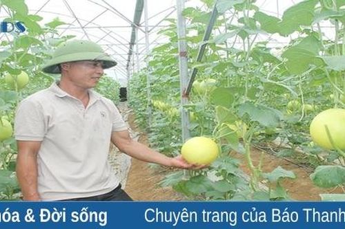 Xây dựng nhãn hiệu, tạo đà phát triển thương hiệu cây ăn quả