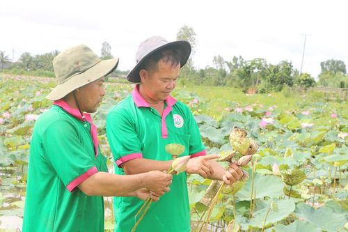 Tháo gỡ 'điểm nghẽn' cho ngành hàng sen