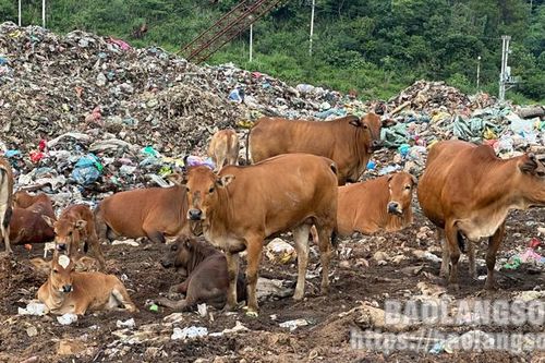 Tình trạng chăn thả bò tại bãi rác Tân Lang vẫn tiếp diễn