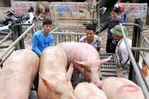 Giá heo hơi hôm nay 20/9: Mùa Vu Lan đã kết thúc, tại sao giá heo hơi vẫn giảm?