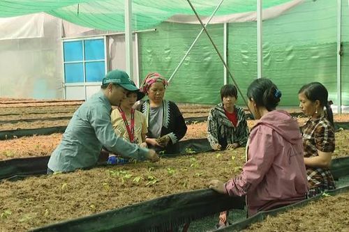 Cây dược liệu 'chữa bệnh nghèo' ở Sìn Hồ