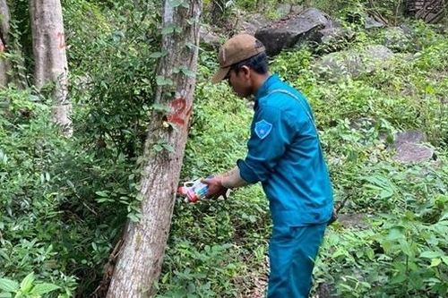 Điều tra vụ hơn 200 cây rừng tự nhiên bị đầu độc bằng hóa chất