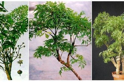 Có nên trồng cây đinh lăng trong nhà?