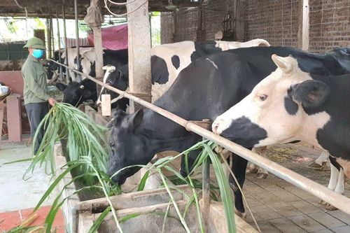 Nâng cao chất lượng nguồn giống vật nuôi