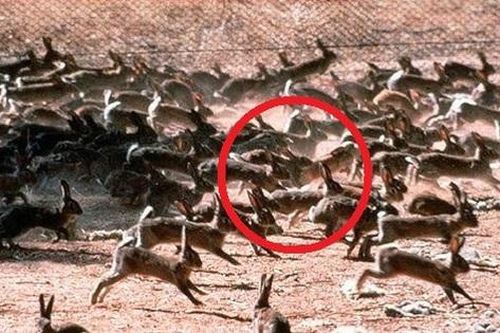 Cách đây hơn 160 năm, người đàn ông mang về 24 con vật lạ khiến Úc thiệt hại hơn 3.100 tỷ mỗi năm