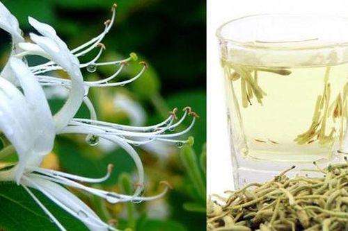 4 bài thuốc giảm triệu chứng khó chịu do đau mắt đỏ