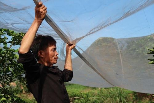 Lạ mắt với vườn cam được 'mắc màn' ở Nghệ An
