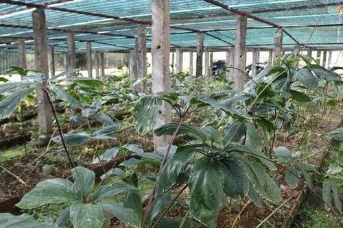 Cần chính sách hỗ trợ phát triển dược liệu trong nước