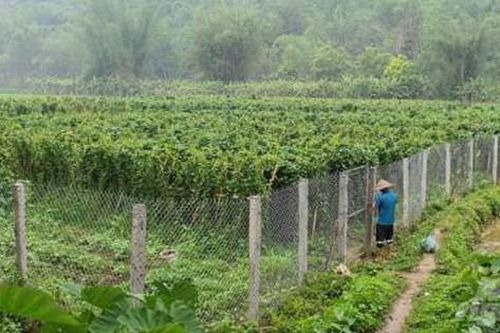 Vừa bảo tồn cây dược liệu quý, vừa gắn với phát triển kinh tế ở Bảo Lạc- Cao Bằng