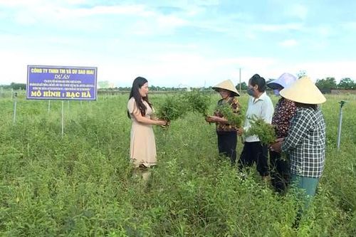 Đồng bào vùng cao Thanh Hóa sống nhờ vào cây dược liệu