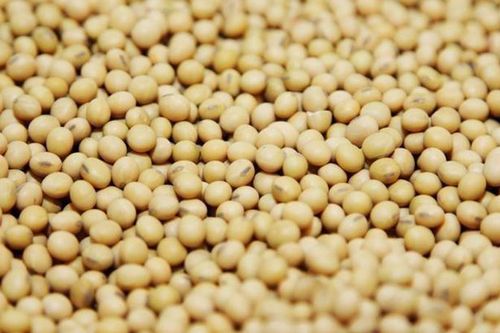 Giá đậu tương hồi phục sau ba ngày giảm liên tiếp