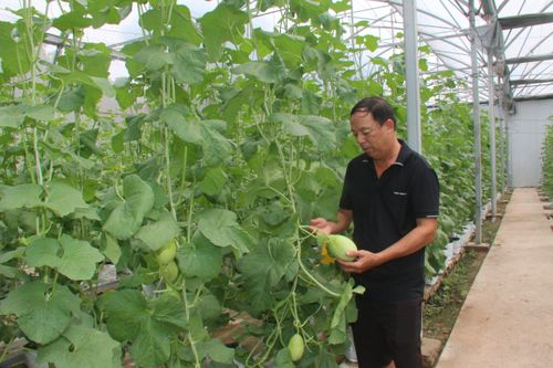 Phát triển kinh tế nông hộ góp phần xây dựng nông thôn mới