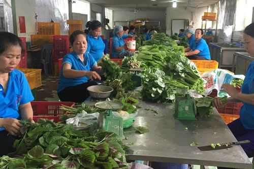 Không được xây dựng công trình phụ trợ: Sản xuất nông nghiệp gặp khó
