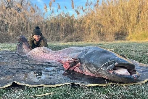 Đi câu cá chép, bất ngờ bắt được 'thủy quái' nặng hơn 100kg