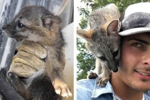 Đem chó hoang về nuôi, thanh niên 'tái mặt' nhận ra điều bất thường